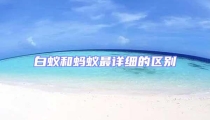 白蟻和螞蟻?zhàn)钤敿?xì)的區(qū)別