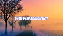蟑螂有哪些危害呢？