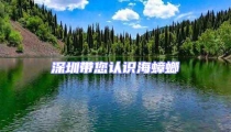 深圳帶您認識海蟑螂