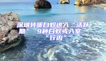 深圳轉(zhuǎn)暖白蟻進(jìn)入“活躍期” 9種白蟻或入室“行兇”
