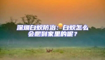 深圳白蟻防治：白蟻怎么會爬到家里的呢？