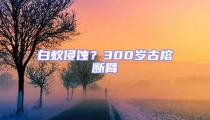 白蟻侵蝕？300歲古榕斷臂